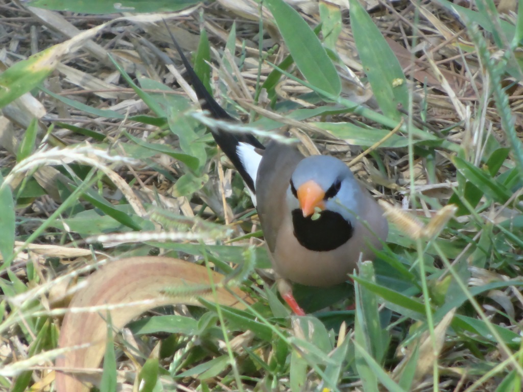 Long-tailed Finch feeding in grass at our feet at Rapid Creek